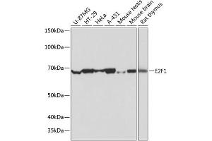 Western blot analysis of extracts of various cell lines, using E2F1 antibody (ABIN7266873) at 1:1000 dilution. (E2F1 antibody)