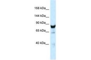 Image no. 1 for anti-Dynamin 3 (DNM3) (C-Term) antibody (ABIN6747340)