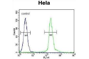 UNK Antibody (N-term) flow cytometric analysis of Hela cells (right histogram) compared to a negative control cell (left histogram). (UNK antibody  (N-Term))