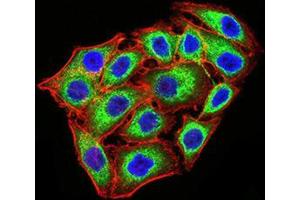 Immunofluorescence analysis of MCF-7 cells using KDM1A mouse mAb (green). (LSD1 antibody  (AA 55-263))