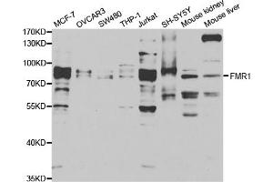 Western blot analysis of extracts of various cell lines, using FMR1 antibody. (FMR1 antibody)