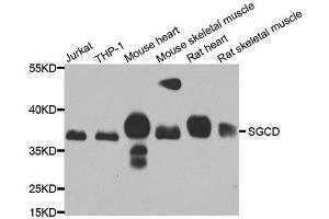 Western blot analysis of extracts of various cell lines, using SGCD antibody. (SGCD antibody  (AA 61-290))