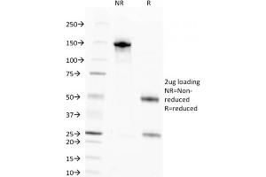 SDS-PAGE Analysis Purified Pan-Nuclear Antigen Monoclonal Antibody (NM106). (Nuclear Antigen (Pan-Nuclear Marker) antibody)