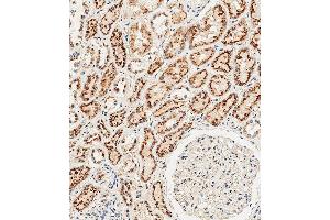 Immunohistochemical analysis of paraffin-embedded Human kidney tissue using (ABIN654433 and ABIN2844169) performed on the Leica® BOND RXm.