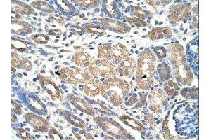 Image no. 1 for anti-WD Repeat Domain 4 (WDR4) (C-Term) antibody (ABIN203120) (WDR4 antibody  (C-Term))