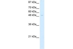 Western Blotting (WB) image for anti-Zinc Finger Protein 70 (ZNF70) antibody (ABIN2461917) (ZNF70 antibody)