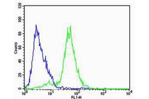 Flow cytometric analysis of SH-SY5Y cells using FXYD6 Antibody (green) compared to an isotype control of rabbit IgG(blue). (FXYD6 antibody  (C-Term))