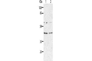 Western Blotting (WB) image for anti-Aminoacyl tRNA Synthetase Complex-Interacting Multifunctional Protein 2 (AIMP2) antibody (ABIN2427639) (AIMP2 antibody)