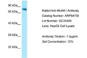 Western Blotting (WB) image for anti-NUAK Family, SNF1-Like Kinase, 1 (NUAK1) (N-Term) antibody (ABIN2789933) (NUAK1 antibody  (N-Term))