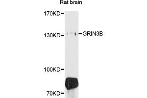 Western blot analysis of extracts of rat brain, using GRIN3B antibody (ABIN4903825) at 1:1000 dilution.