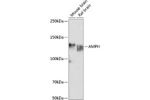 Western blot analysis of extracts of various cell lines, using AMPH Polyclonal Antibody (ABIN6127430, ABIN6136846, ABIN6136847 and ABIN6221037) at 1:1000 dilution. (Amphiphysin antibody  (AA 340-620))