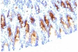 IHC testing of rat stomach stained with MUC5AC antibody (45M1). (MUC5AC antibody)