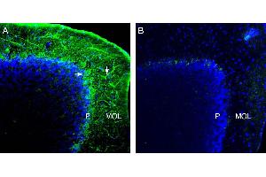 Expression of NCS1 in mouse cerebellum. (NCS1 antibody  (Intracellular))