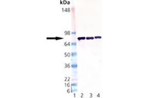 Western blot analysis of ERp72: Lane 1: MW Marker, Lane 2: Rat Liver Microsome Extract, Lane 3: Mouse Liver Microsome Extract, Lane 4: Human Liver Microsome Extract. (PDIA4 antibody  (AA 623-638))
