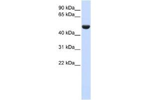 CD36 antibody used at 1 ug/ml to detect target protein. (CD36 antibody)