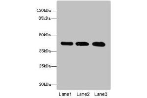 Western blot All lanes: RRAGC antibody at 1. (GTR2 antibody  (AA 1-250))