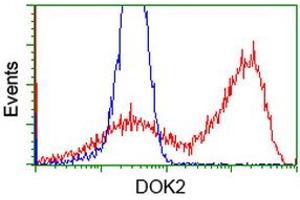 HEK293T cells transfected with either RC207621 overexpress plasmid (Red) or empty vector control plasmid (Blue) were immunostained by anti-DOK2 antibody (ABIN2454768), and then analyzed by flow cytometry. (DOK2 antibody)