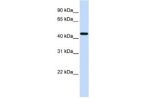 WB Suggested Anti-F2R Antibody Titration: 0. (PAR1 antibody  (N-Term))