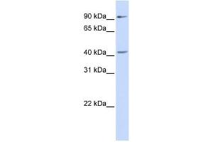 Western Blot showing SOX17 antibody used at a concentration of 1-2 ug/ml to detect its target protein. (SOX17 antibody  (Middle Region))