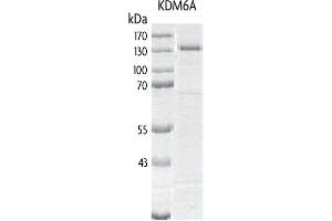 Recombinant UTX / KDM6A protein gel. (KDM6A Protein (DYKDDDDK Tag))