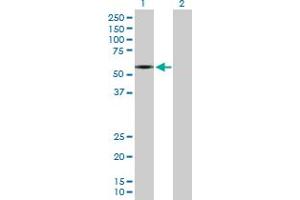 Western Blot analysis of SLC1A2 expression in transfected 293T cell line by SLC1A2 MaxPab polyclonal antibody. (SLC1A2 antibody  (AA 1-574))