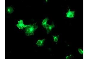 Image no. 2 for anti-Transmembrane Emp24 Protein Transport Domain Containing 1 (TMED1) antibody (ABIN1501414) (TMED1 antibody)