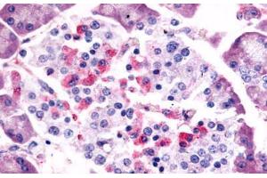Anti-SSTR1 antibody  ABIN1049358 IHC staining of human pancreas, islet of Langerhans. (SSTR1 antibody  (C-Term))