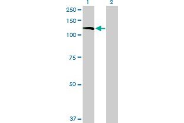 INPP5F antibody  (AA 1-1132)