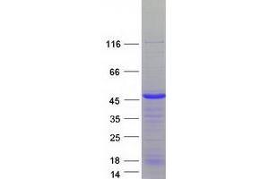 Validation with Western Blot