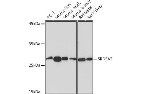 SRD5A2 antibody