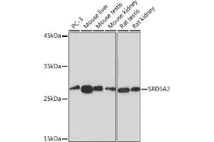 Western blot analysis of extracts of various cell lines, using SRD5 Rabbit mAb (ABIN7270595) at 1:1000 dilution. (SRD5A2 antibody)