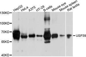Western blot analysis of extracts of various cell lines, using USP39 antibody. (USP39 antibody)