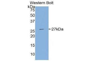 Western Blotting (WB) image for anti-Tissue Factor Pathway Inhibitor 2 (TFPI2) (AA 23-235) antibody (ABIN1860716) (TFPI2 antibody  (AA 23-235))