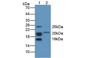 Figure. (MBP antibody  (AA 220-301))