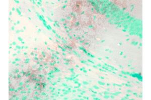 Immunohistochemistry analysis using Mouse Anti-KCNQ1 Monoclonal Antibody, Clone S37A-10 . (KCNQ1 antibody  (AA 2-101) (Atto 594))