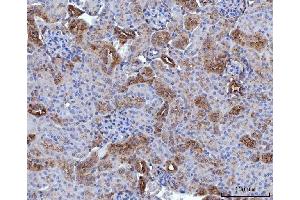 IHC analysis of Annexin-4/ANXA4 using anti-Annexin-4/ANXA4 antibody (ABIN7599265). (Annexin IV antibody  (AA 1-319))