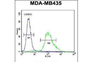 Flow cytometric analysis of MDA-MB435 cells (right histogram) compared to a negative control cell (left histogram). (ZNF98 antibody  (C-Term))