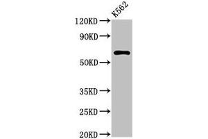 Western Blot Positive WB detected in: K562 whole cell lysate All lanes: MARS2 antibody at 3 μg/mL Secondary Goat polyclonal to rabbit IgG at 1/50000 dilution Predicted band size: 67 kDa Observed band size: 67 kDa