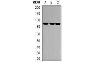 Western blot analysis of TRK A expression in HEK293T (A), NIH3T3 (B), mouse heart (C) whole cell lysates. (TRKA antibody  (C-Term))