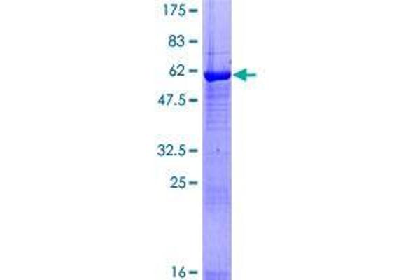 MAP3K7CL Protein (AA 1-242) (GST tag)