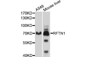 Western blot analysis of extracts of various cell lines, using RFTN1 antibody (ABIN4904993) at 1:1000 dilution.