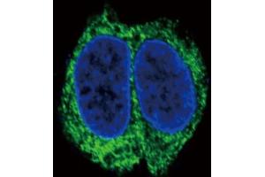 Confocal immunofluorescent analysis of TGFBR2 Antibody (N-term) (ABIN655799 and ABIN2845228) with HepG2 cell followed by Alexa Fluor 488-conjugated goat anti-rabbit lgG (green). (TGFBR2 antibody  (N-Term))