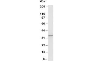 Western blot testing of Morg1 antibody and rat brain tissue lysate (MORG1 antibody  (N-Term))