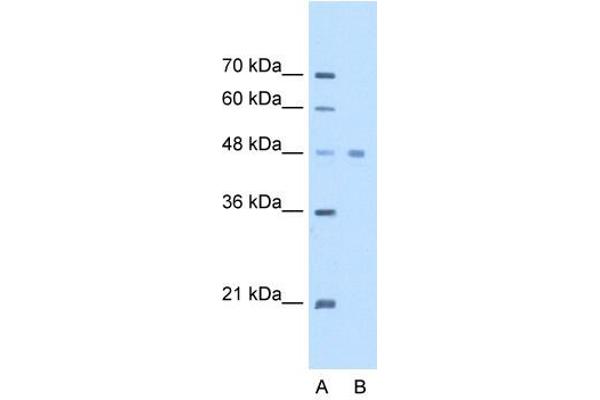 eEF1A1 antibody  (C-Term)