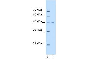 WB Suggested Anti-EEF1A1 Antibody Titration:  2. (eEF1A1 antibody  (C-Term))