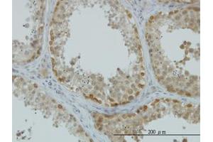 Image no. 7 for anti-ArsA Arsenite Transporter, ATP-Binding, Homolog 1 (ASNA1) (AA 239-349) antibody (ABIN598547) (ASNA1 antibody  (AA 239-349))