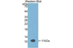 Western blot analysis of recombinant Rat APOC3. (APOC3 antibody  (AA 21-101))
