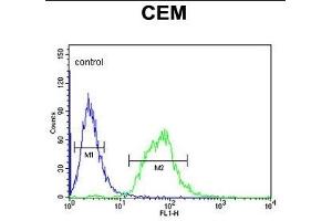 SLC22A6 Antibody (C-Term) (ABIN653184 and ABIN2842738) flow cytometric analysis of CEM cells (right histogram) compared to a negative control cell (left histogram). (SLC22A6 antibody  (C-Term))
