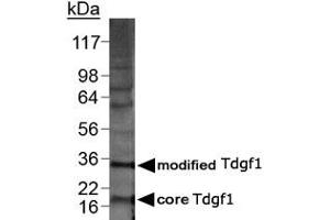 Western blot analysis of Tdgf1 in 20 ug of MDA-MB-21 lysate with Tdgf1 polyclonal antibody . (TDGF1 antibody  (AA 1-50))