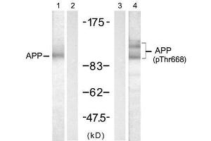 Western blot analysis of extract from mouse brain tissue, using APP (Ab-668) antibody (E021204, Lane 1 and 2) and APP (Phospho-Thr668) antibody (E011190, Lane 3 and 4). (APP antibody)